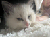 2 blue&lilac Ragdoll kittens