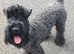 Kerry blue terrier puppies