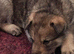 Northern Inuit puppies