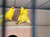 Kakarikies