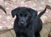 Rare all black German Shepherd male puppies