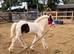 Cob weaned colts