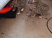 Bengal x