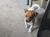 Jack Russell rare colours only two left reduced