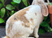 Young Mini Plush Lops - Hypoallergenic fur.
