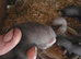 Micro ferret kits
