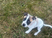 Staff x whippet pup