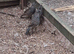 California quail
