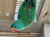 Australian swift parrots