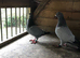 2 BARLESS BLUE COCKS