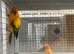 Sun conure