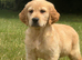 Purebred Golden Retriever Puppies - KC Registered