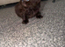 British short hair kittens