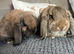 Two German lop does
