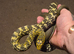 Female King rat snake