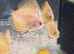 Yellow Checkerboard Discuss -&pound;25 each