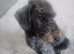 Bedlington terrier