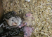 Cockatiel chicks hand tame