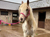 Gorgeous 14.2 Cob Mare