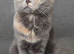 Pure bread British Shorthair kittens and ragdoll kittens