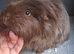 Gorgeous pair of chocolate guinea pigs