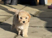 Cavapoo