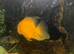 long fin oscar 7 inch free