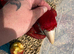 Baby greenwing macaws