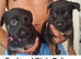 Mechelse Herder Puppies For Sale – Proven Working Bloodlines