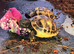 Herman hatchlings