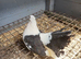 Pigeon for sale