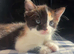 2 female kittens