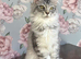 TICA Pedigree Maine Coon Kittens