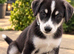 Husky x Labrador puppies ready to leave now!!