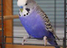 Double splite bf bw 2 male available age 7 month