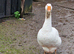 Geese