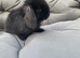 MINI LOPS BUNNIES