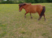 DHP gelded back in February. 5 year 0ld. Is very nervous. I don't have time for him. Lovely boy. Needs lots of attention and time spent on him. If you