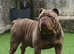 English bulldog