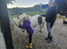 Shetland mare