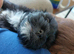 Balls of Fluff