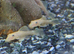 L144 blue eyed lemon plecos