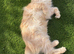 Maine Coon 3/4 Cross Kittens