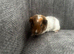 6 guinea pig babies - if this ad is still up I will still have Guinea pigs available.