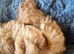 Cavapoo