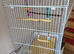 Bird cage