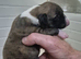 7 stunning kc registered whippet pups