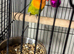 Baby lovebirds