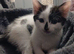 2 male kittens ready now