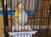 Cockatiel for sale